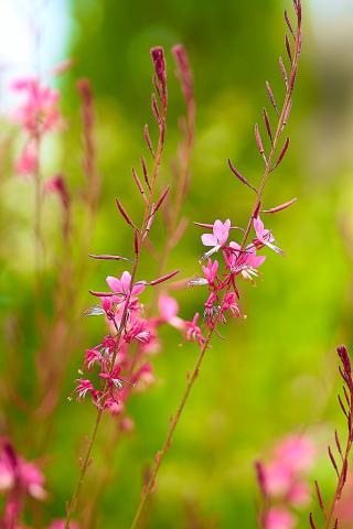 Foto van Lindheimers Prachtkaars ‘Siskiyou Pink’