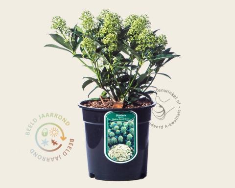 Foto van Skimmia (Mannelijk) ‘Godrie's Dwarf Green’