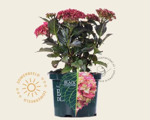 Foto van Hortensia ‘Red Angel’
