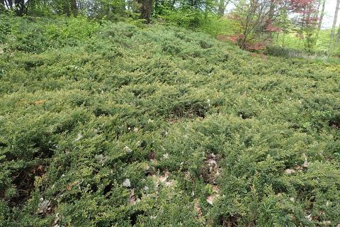 Foto van Juniperus 'Repanda'