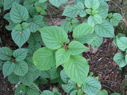Foto van Schizophragma ‘Moonlight’