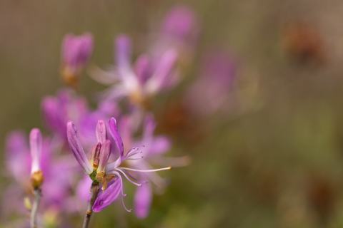 Foto van Blauwe azalea
