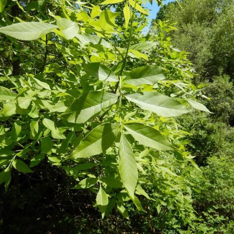 Foto van Fraxinus 'Leprechaun'