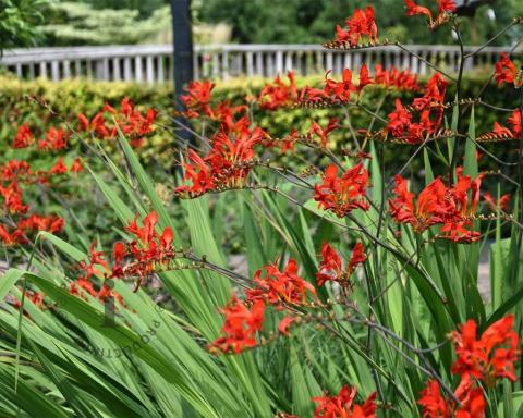 Foto van Montbretia ‘Lucifer’