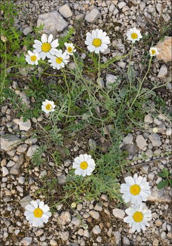 Foto van Dalmatische pyrethrum