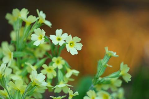 Foto van Slanke sleutelbloem