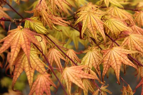 Foto van Acer 'Peaches And Cream'