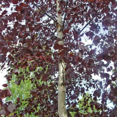 Foto van Betula 'Crimson Frost'