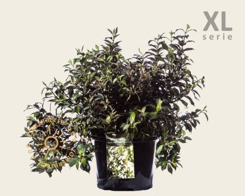 Foto van Weigela ‘Black & White’
