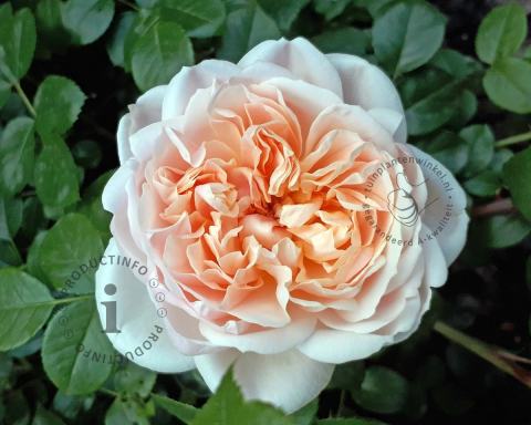 Foto van Trosroos ‘Garden of Roses’