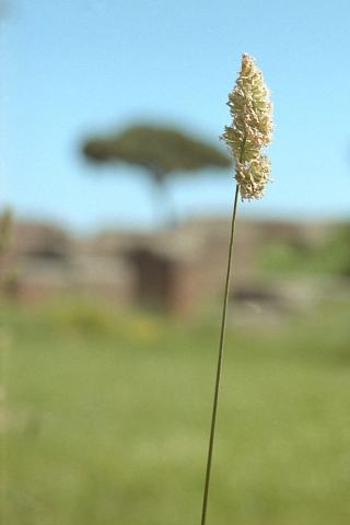 Foto van Kropaar