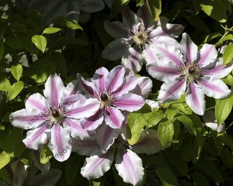 Foto van Bosrank ‘Nelly Moser’