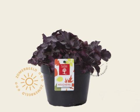 Foto van Purperklokje ‘Blackberry Jam’
