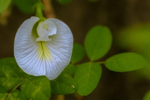 Foto van Vlindererwtje