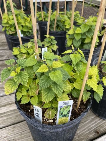 Foto van Humulus 'Aureus'
