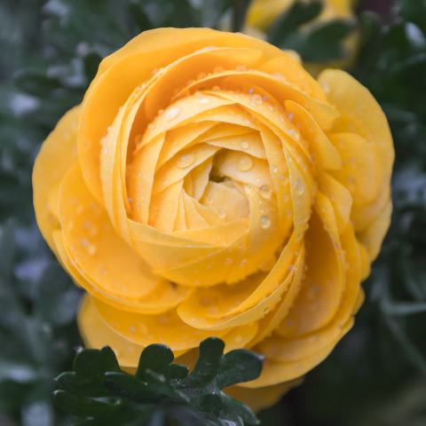 Foto van Tuinranonkel