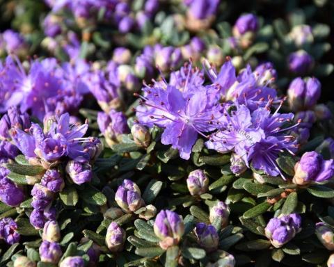 Foto van Dwerg rododendron