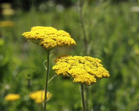 Foto van Duizendblad ‘Cloth of Gold’