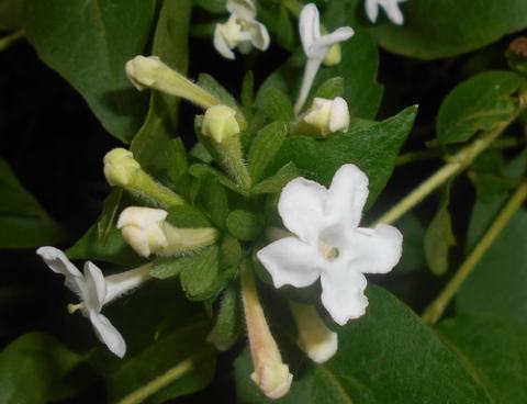 Foto van Geurende Koreaanse abelia