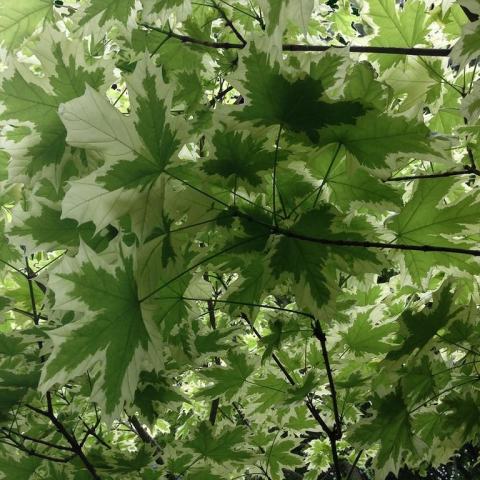 Foto van Acer 'Drummondii'