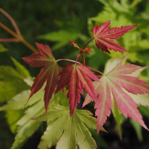 Foto van Acer 'Orange Dream'