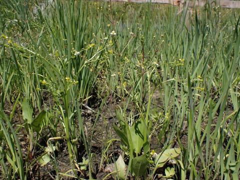 Foto van Blaartrekkende boterbloem