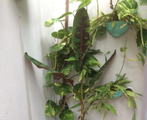 Foto van Musa 'Zebrina'