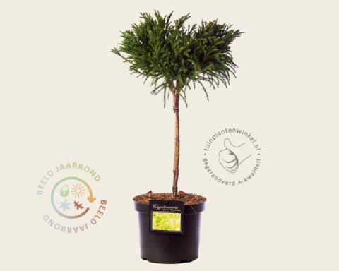 Foto van Japanse ceder ‘Globosa Nana’