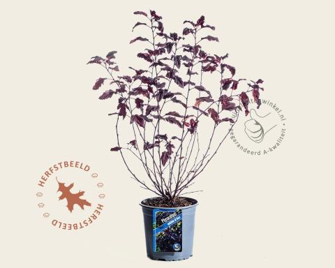 Foto van Blaasspirea ‘All Black’