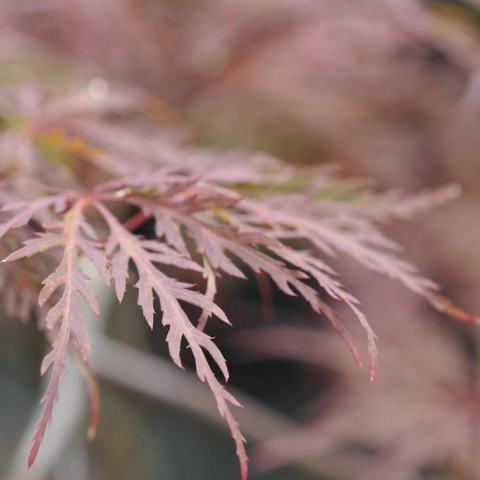 Foto van Acer 'Red Dragon'