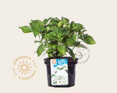 Foto van Boerenhortensia ‘Little White’