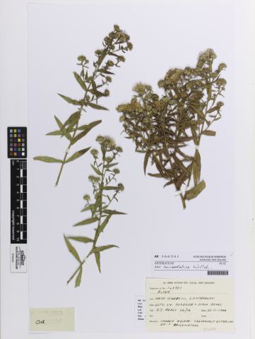 Foto van Smalle aster
