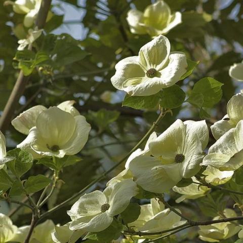 Foto van Cornus 'Eddie's White Wonder'