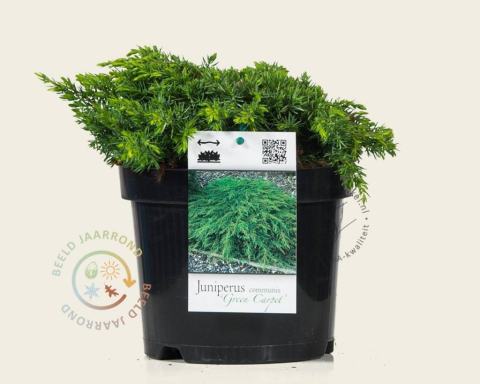 Foto van Jeneverbes ‘Green Carpet’