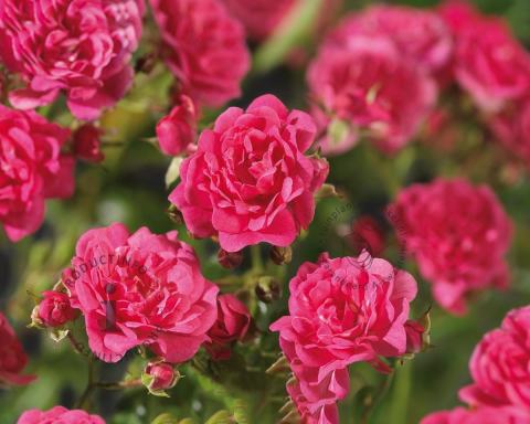 Foto van Bodembedekkende roos ‘Lovely Fairy’