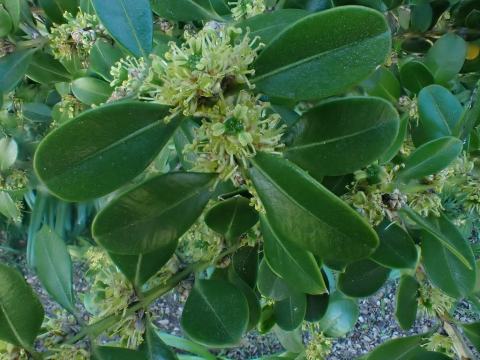 Foto van Buxus