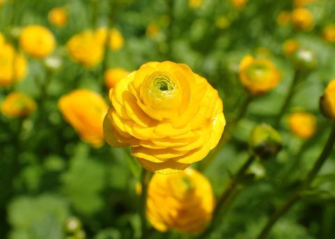 Foto van Ranunculus 'Multiplex'
