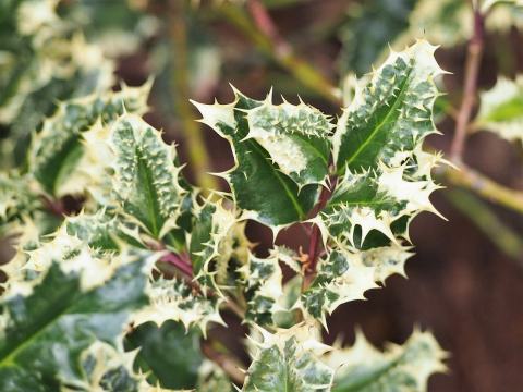 Foto van Ilex 'Ferox'