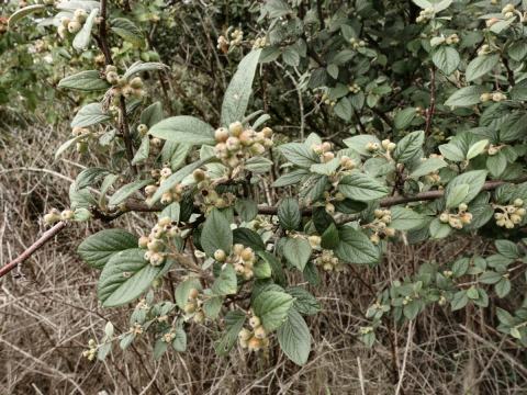 Foto van Witte boogcotoneaster
