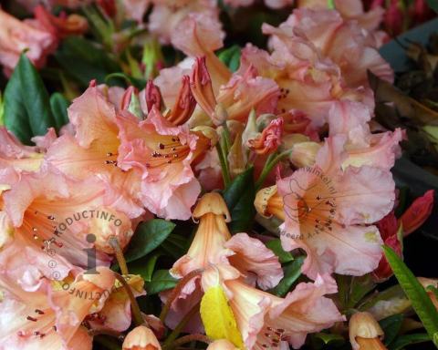 Foto van Rododendron ‘Tortoiseshell Orange’