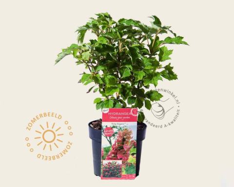 Foto van Eikenbladhortensia ‘Ruby Slippers’
