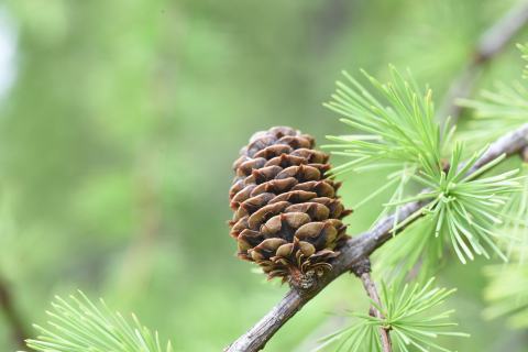 Foto van Chinese larix