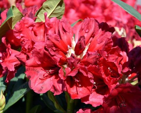 Foto van Rododendron ‘Red Jack’