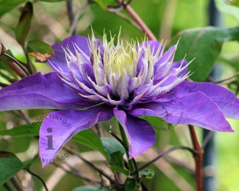Foto van Bosrank ‘Multi Blue’