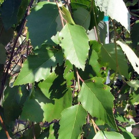 Foto van Betula 'Summer Cascade'