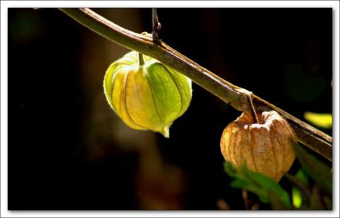 Foto van Tomatillo