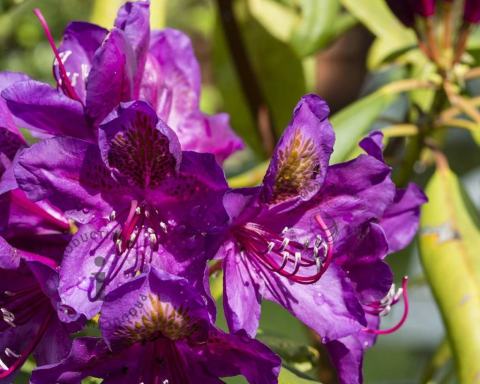 Foto van Rododendron ‘Marcel Menard’