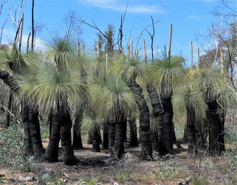 Foto van Blauwbladige grasboom