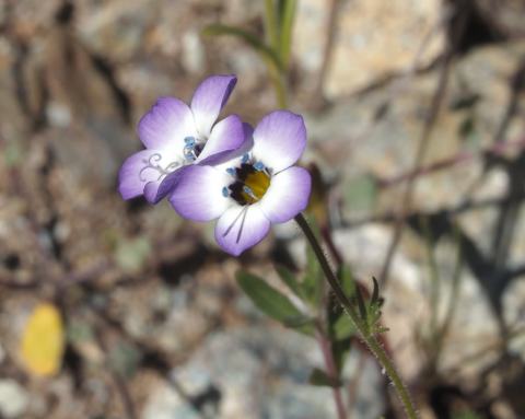 Foto van Driekleurige gilia