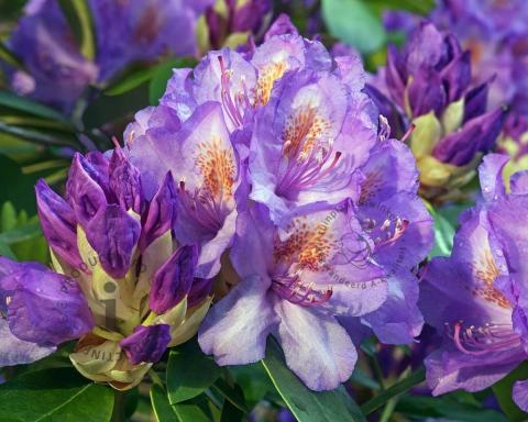 Foto van Rododendron ‘Grandiflorum’